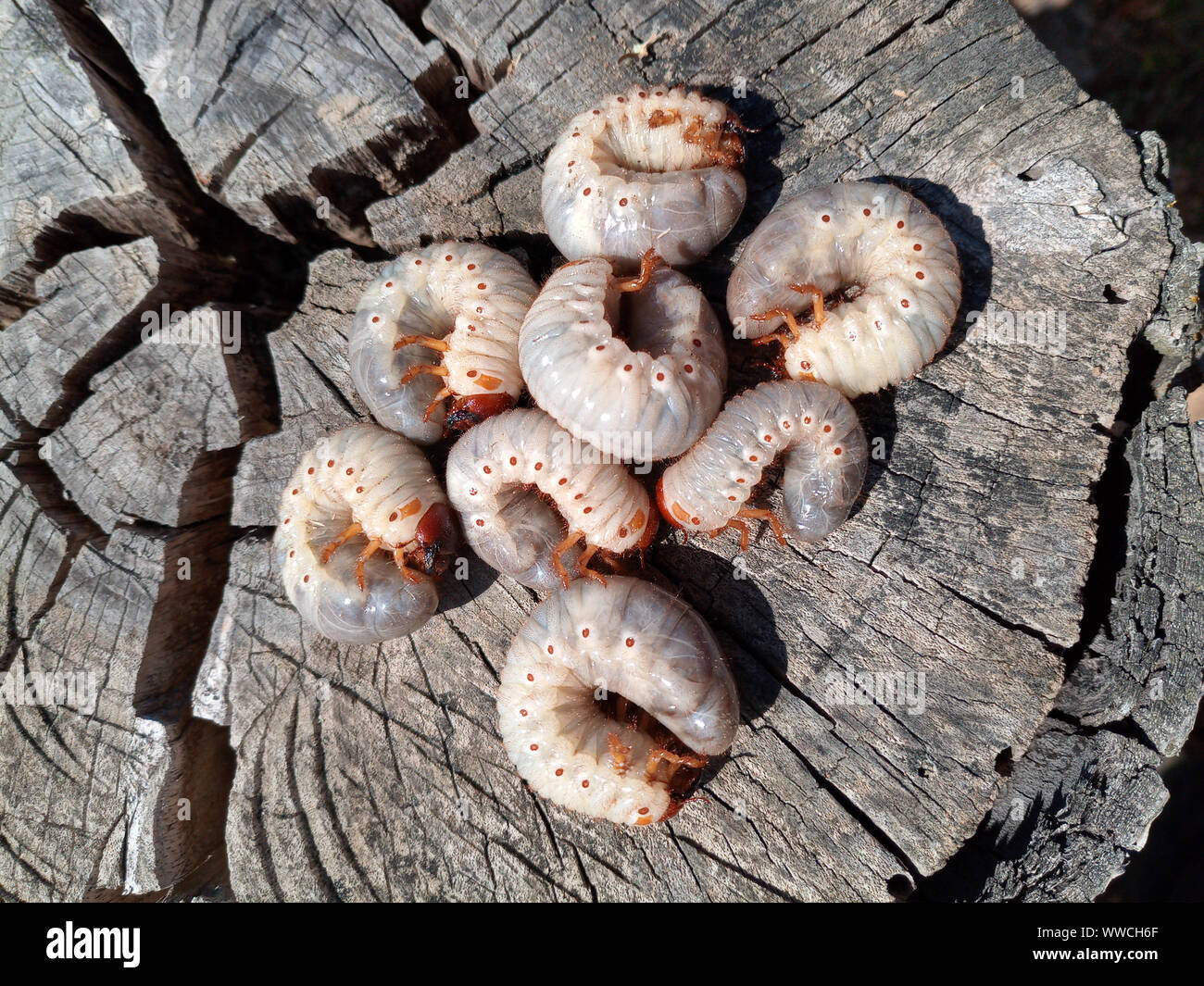rhinoceros beetle, Rhino beetle larvae on an old wood stump. Large ...