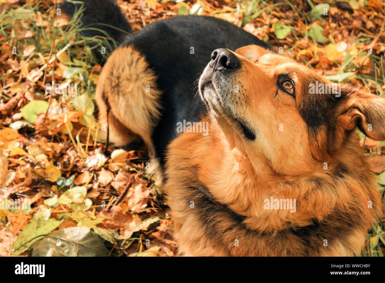 Dog looks up in the forest Stock Photo