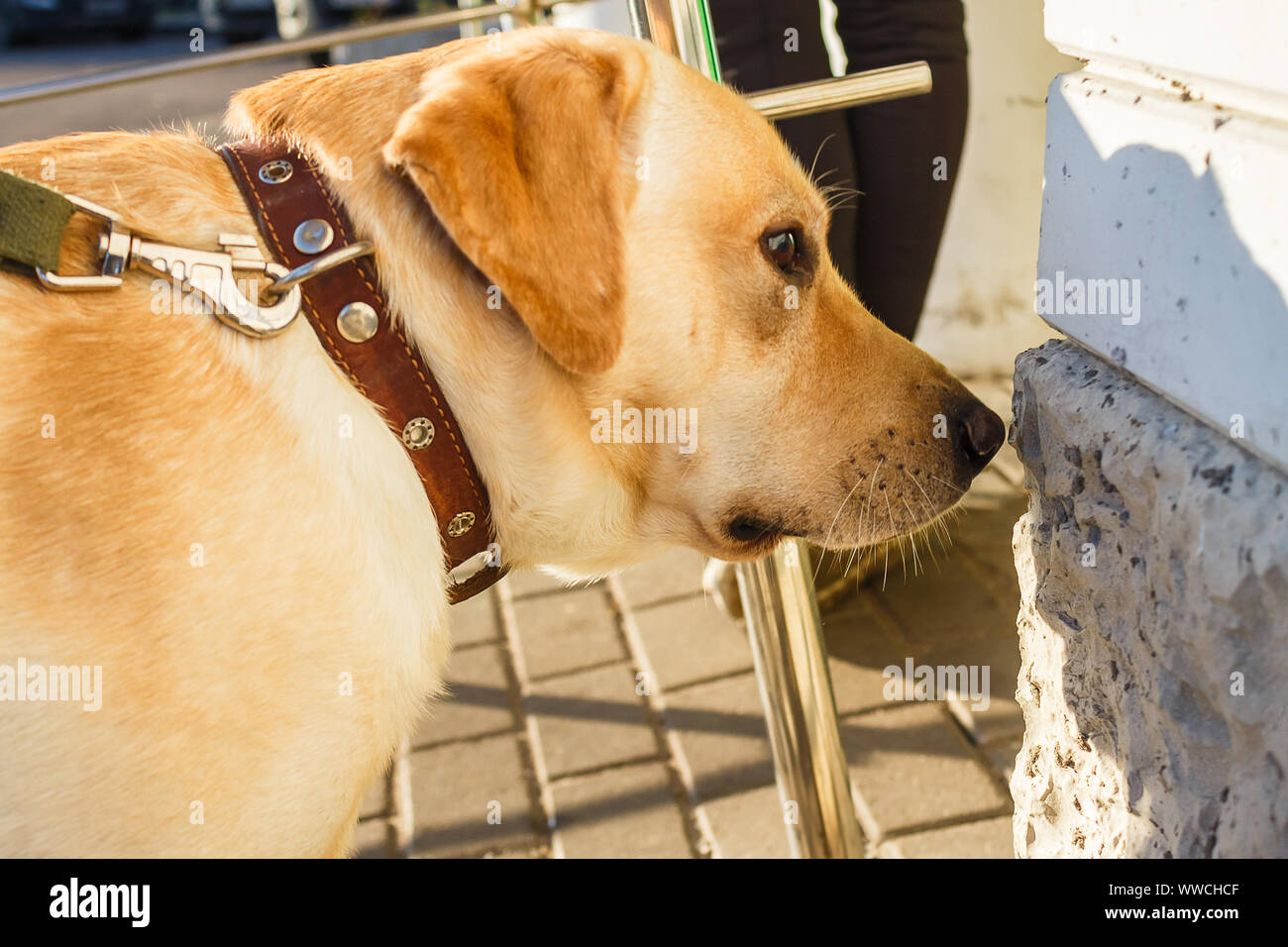 The dog sniffs the wall Stock Photo Alamy