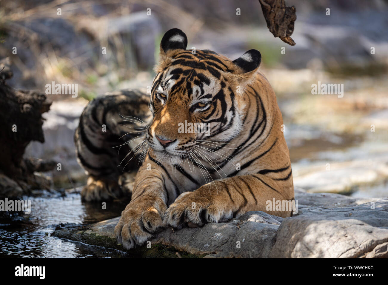 bengal tiger in nature habitat. Wildlife scene with danger animal. Hot summer in India. Angry Eyes and Expression resting on rocks at Ranthambore Stock Photo - Alamy bengal tiger in nature habitat. Wildlife scene with danger animal. Hot summer in India. Angry Eyes and Expression resting on rocks at Ranthambore Stock Photo - Alamy