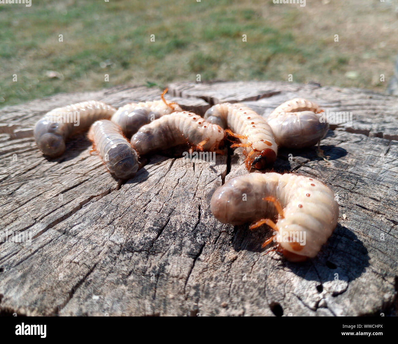 rhinoceros beetle, Rhino beetle larvae on an old wood stump. Large ...