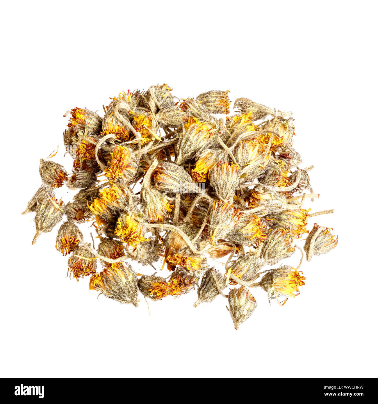 Dried Hawkweed flowers in a small wooden bow isolated. Stock Photo