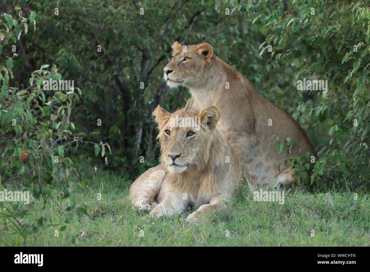 Lions in the savannah, Masai Mara National Park, Kenya Stock Photo - Alamy