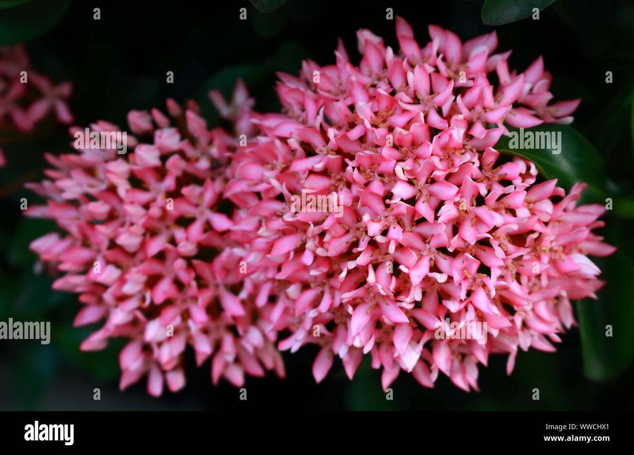 Closeup beautiful shape of pink ixora or west indian jasmine in full bloom, selective focus Stock Photo