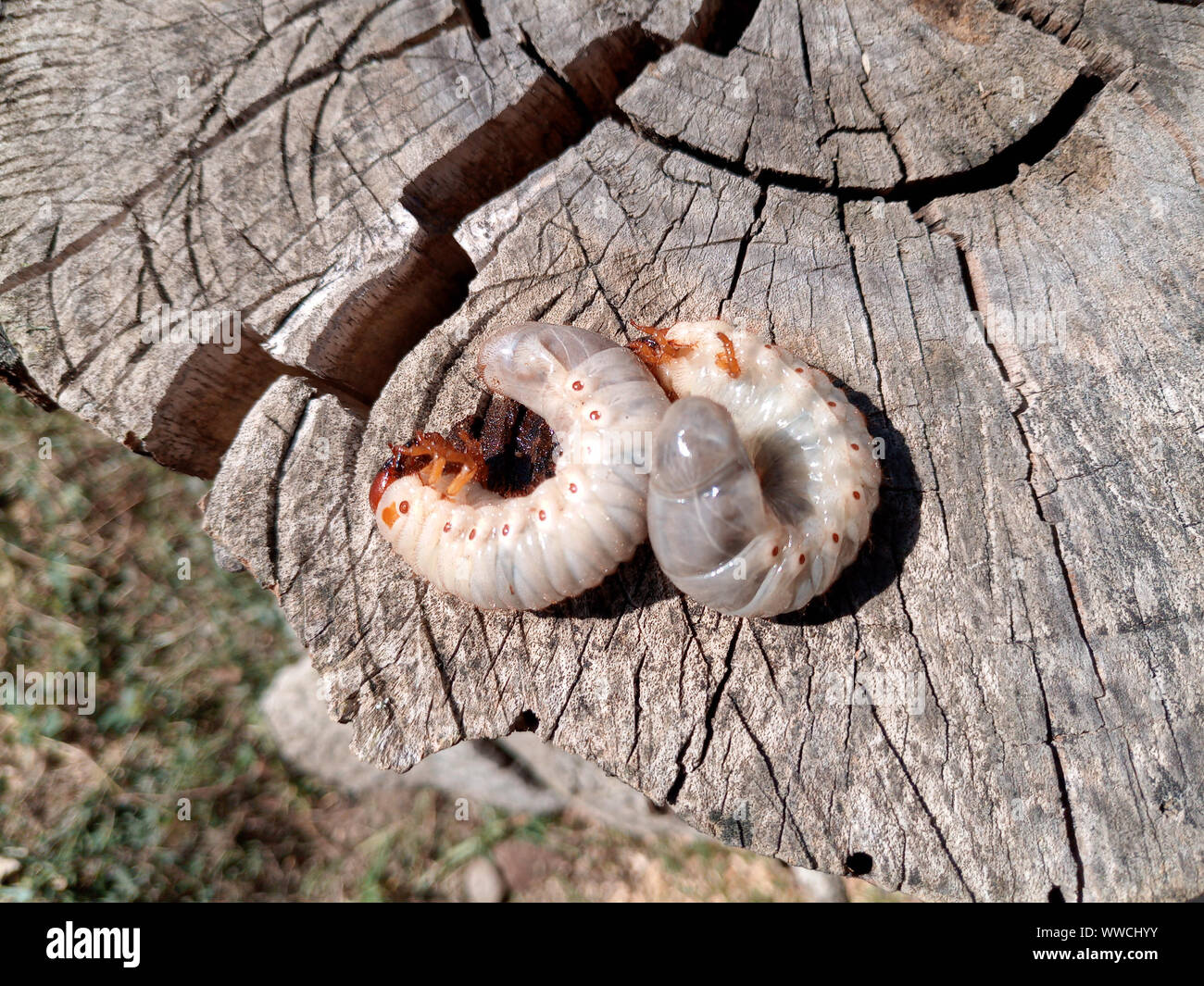 rhinoceros beetle, Rhino beetle larvae on an old wood stump. Large ...