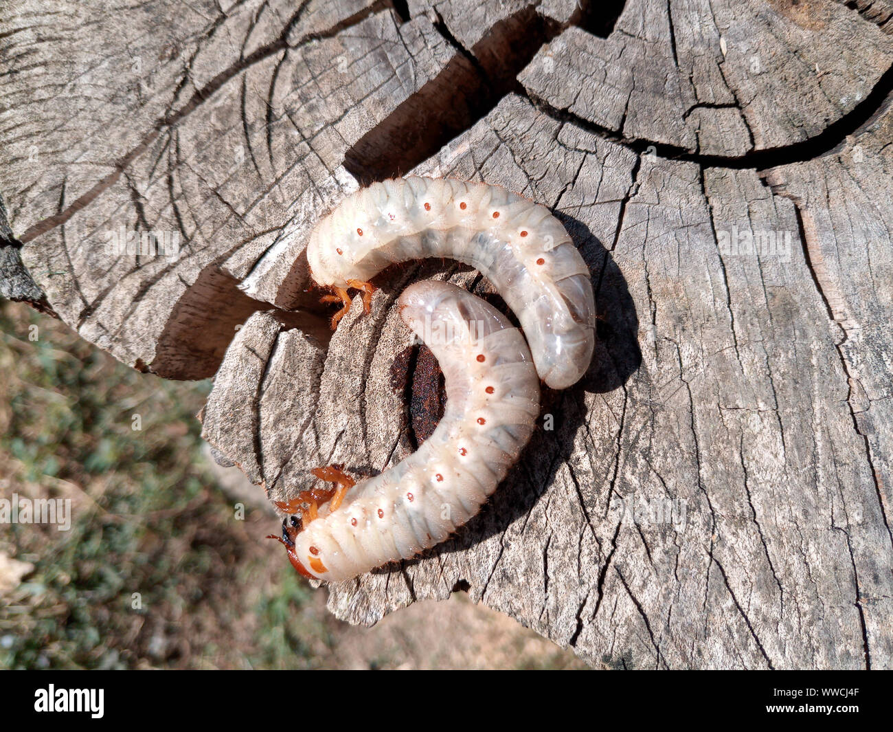 rhinoceros beetle, Rhino beetle larvae on an old wood stump. Large ...