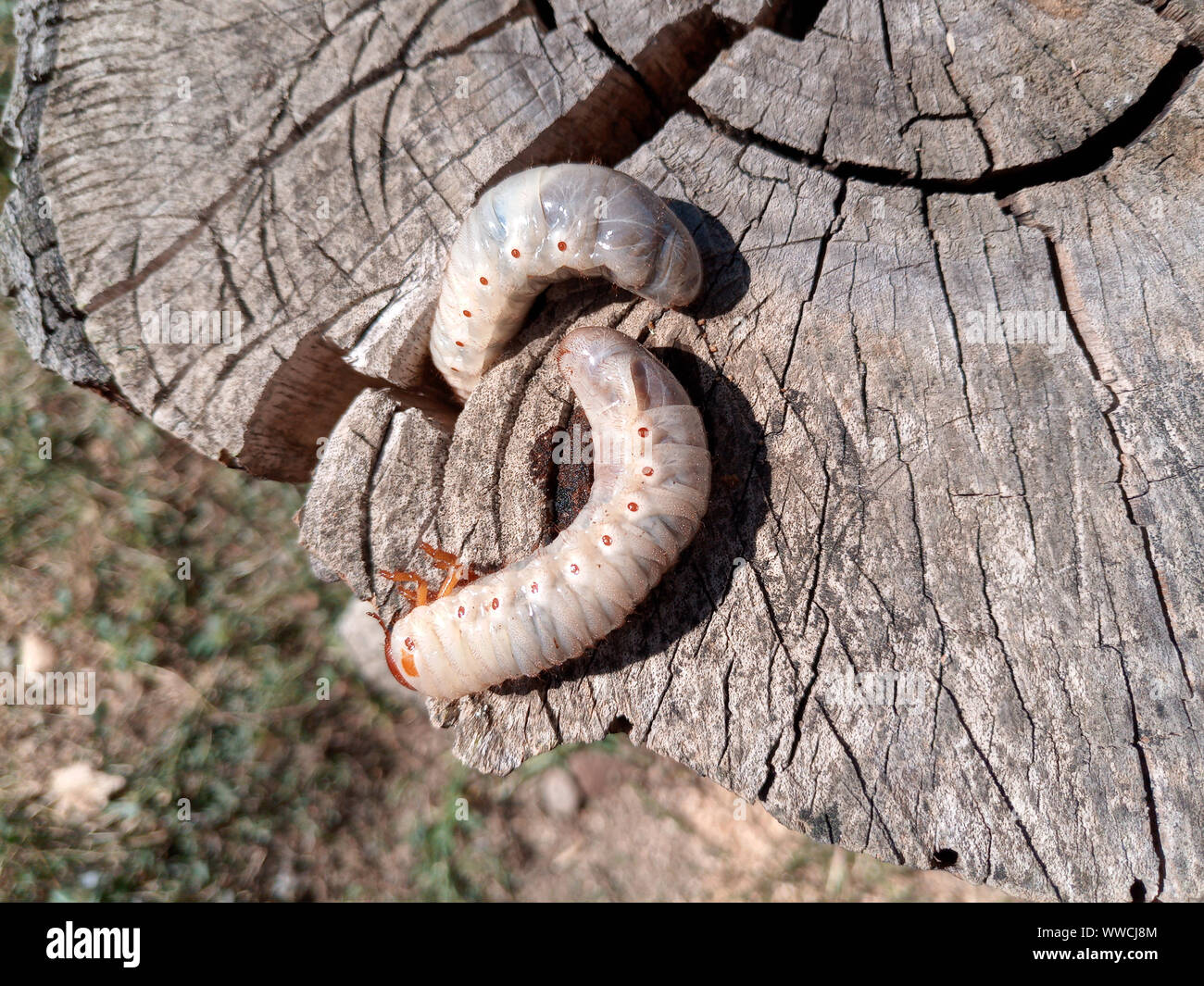 rhinoceros beetle, Rhino beetle larvae on an old wood stump. Large ...