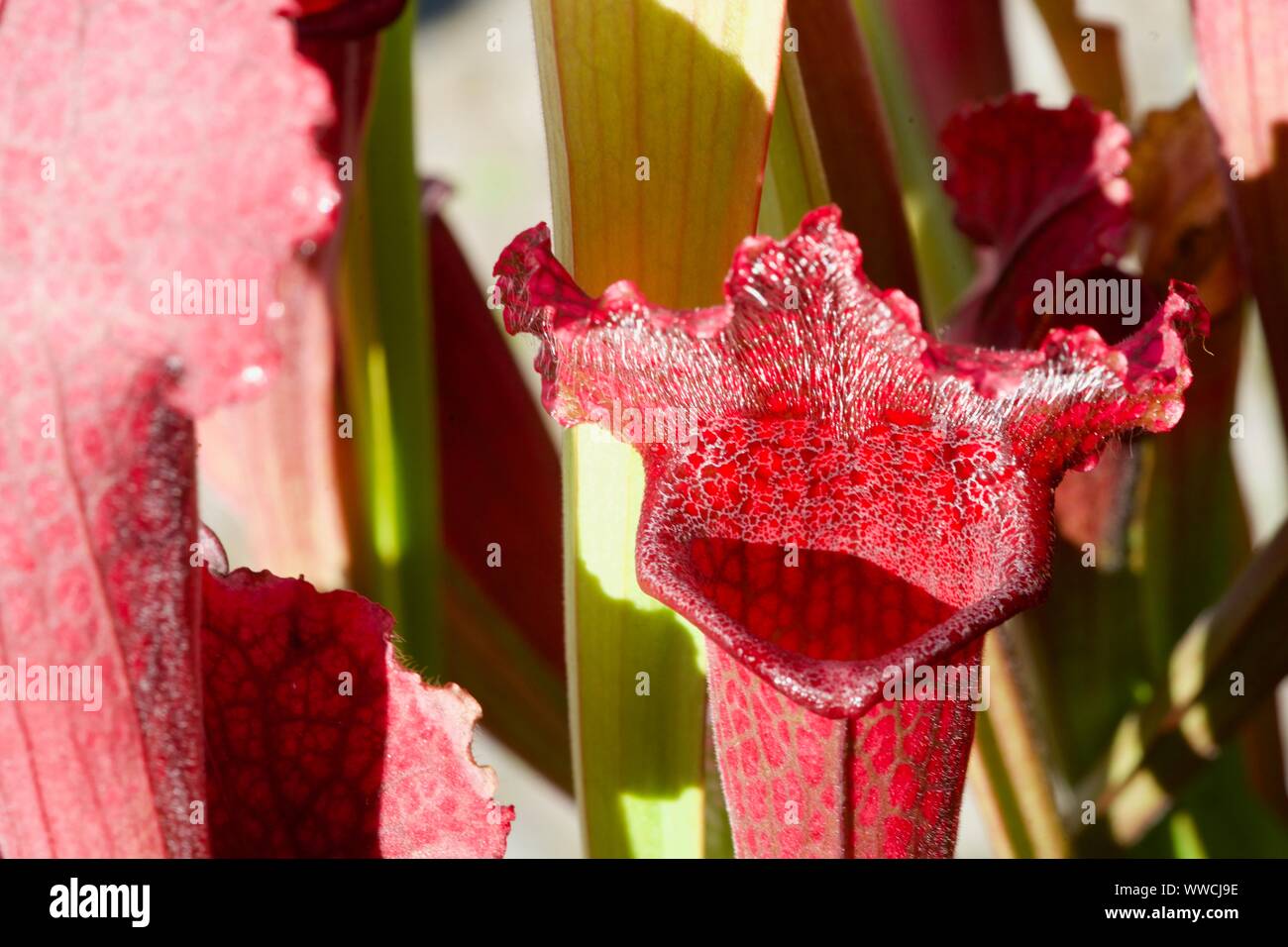 Trumpet pitcher plants hi-res stock photography and images - Alamy