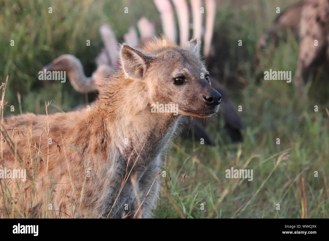 Hyena feed hi-res stock photography and images - Alamy