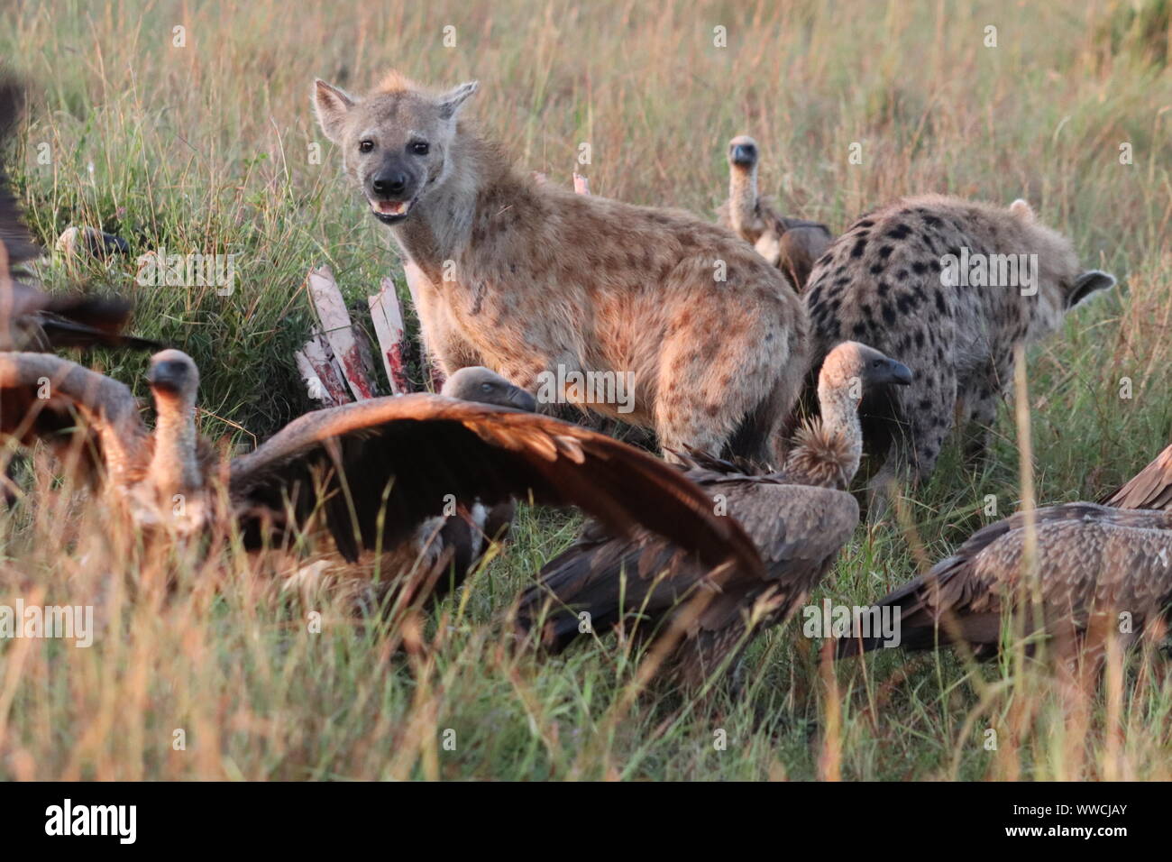 Hyena feed hi-res stock photography and images - Alamy