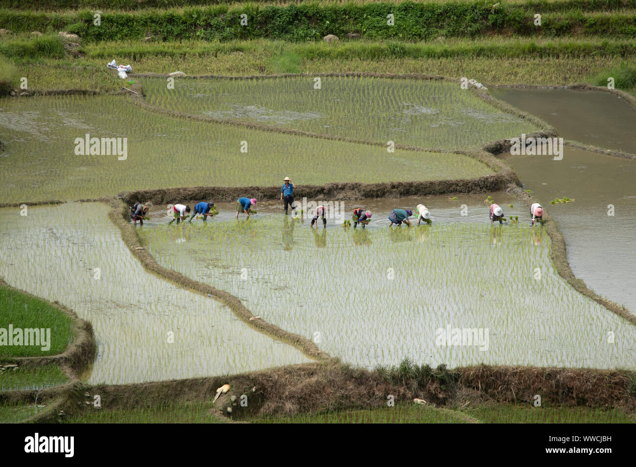 Vietnamese workers in paddy field Khau Pass Vietnam Stock Photo