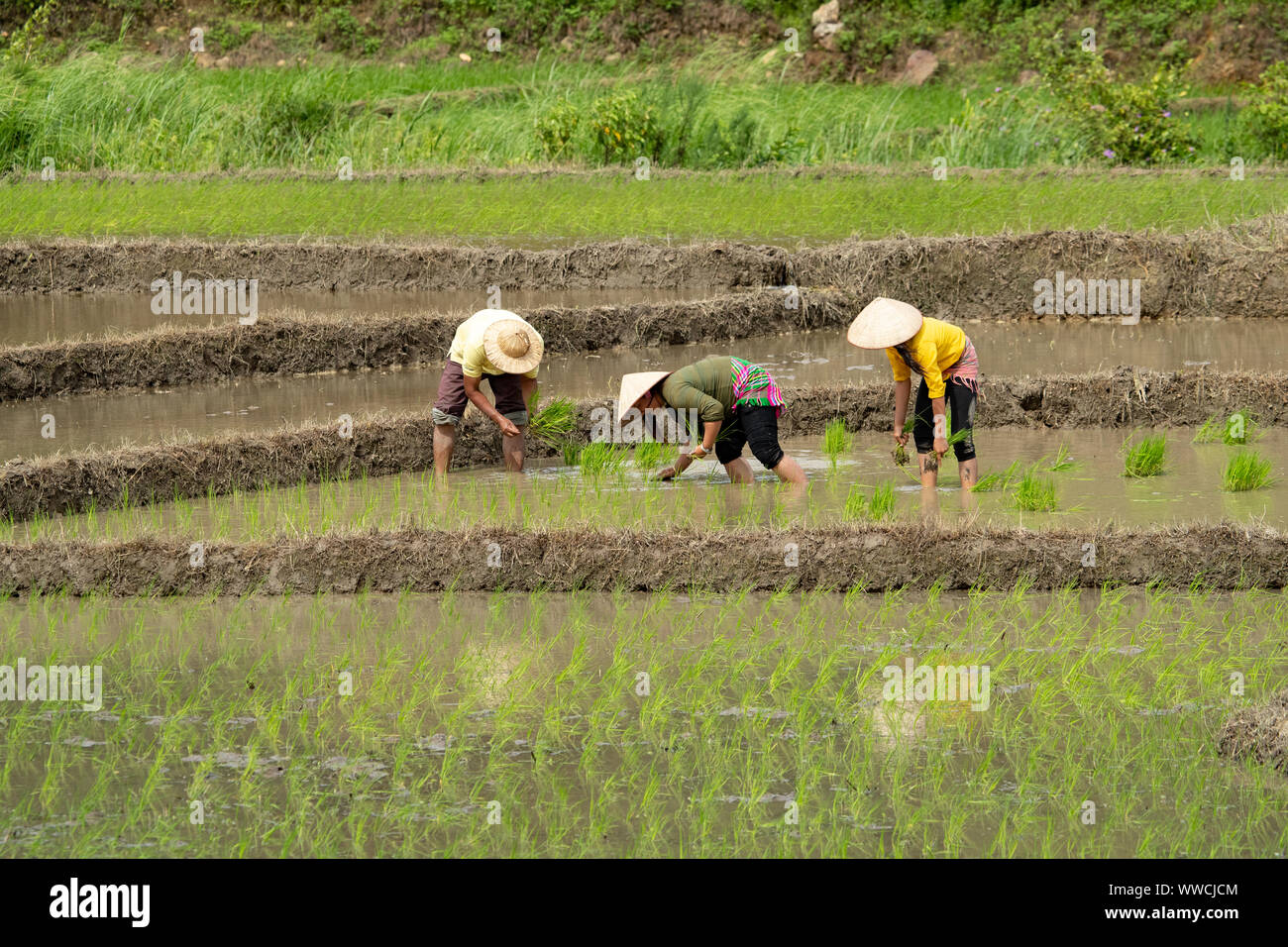 Transplanting rice Stock Photo