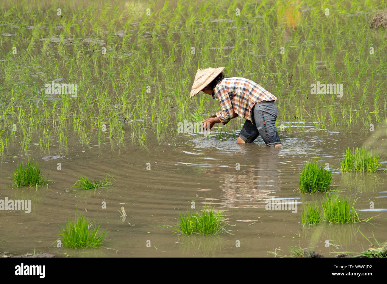 transplanting rice Stock Photo