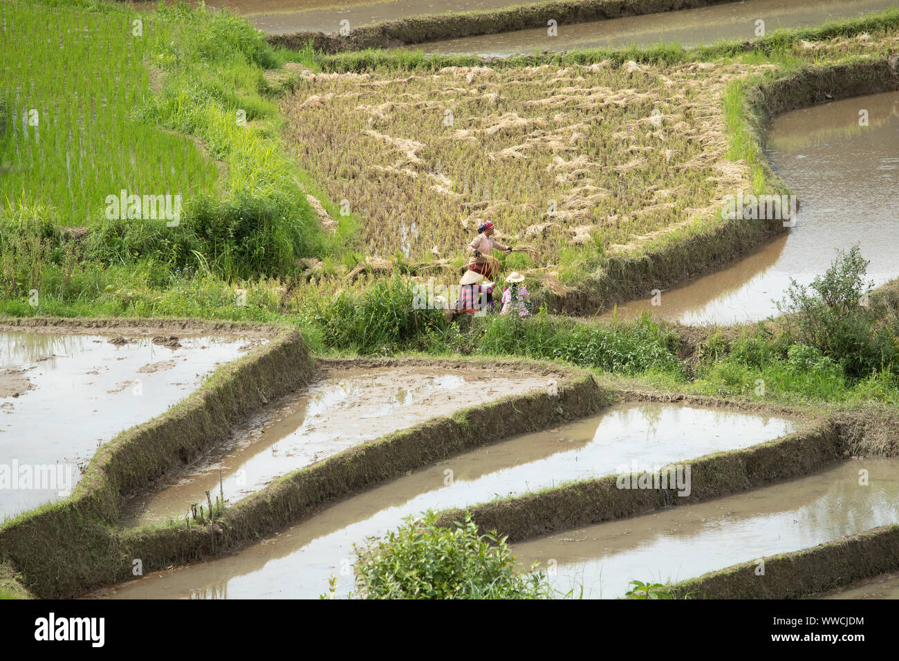 rice paddy Vietnam Khau Pha Pass Stock Photo