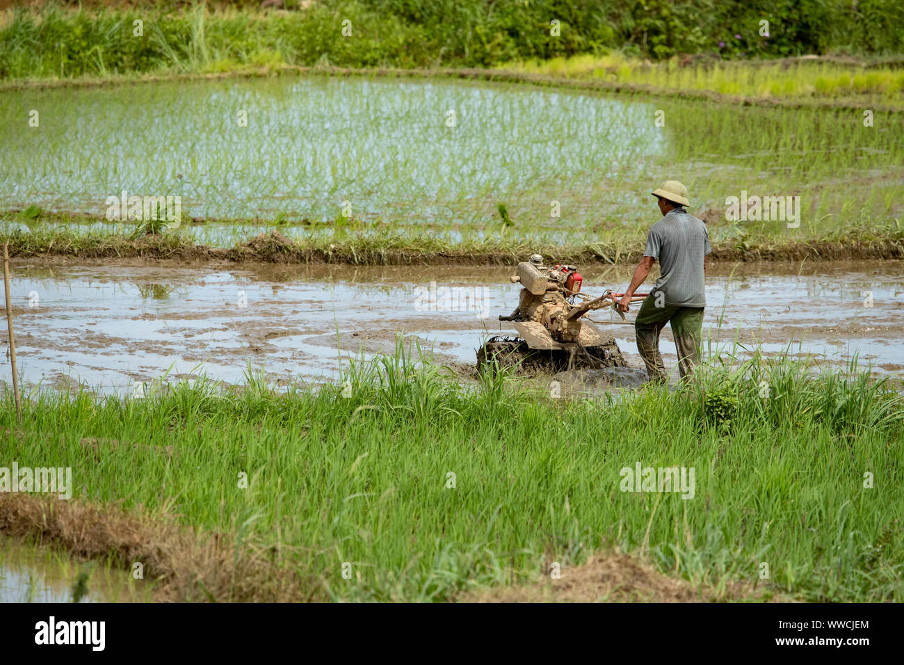 Preparing the paddy field for planting with hand operated plough Stock Photo