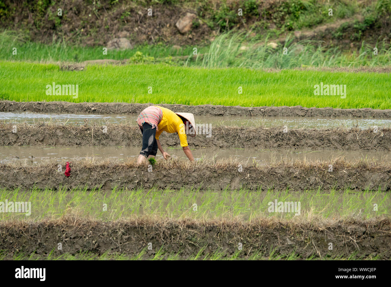 Vietnamese woman transplanting rice. Khau Pha Pass Vietnam Stock Photo
