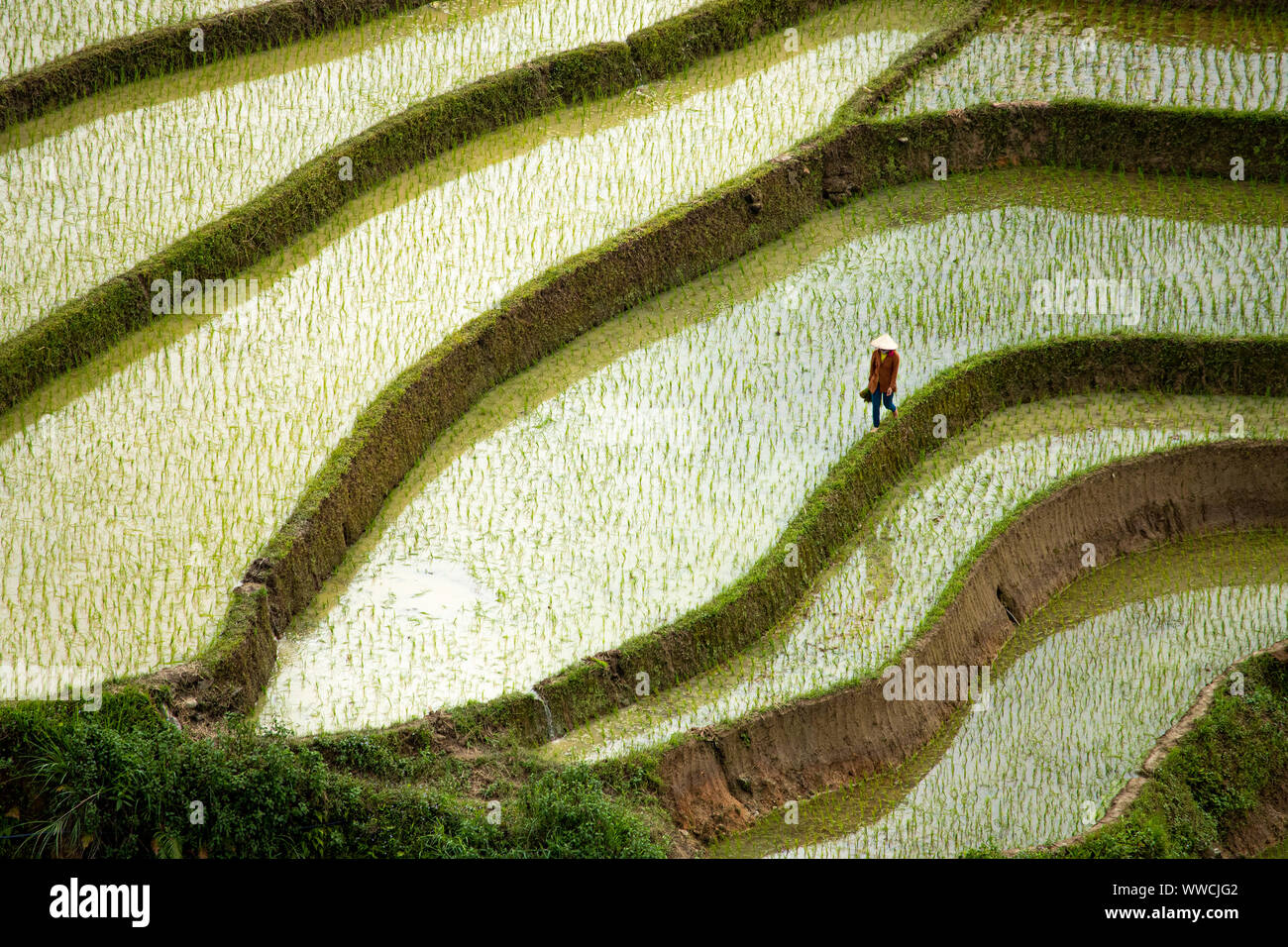 Vietnamese man walking through rice fields Khau Pha Pass Vietnam Stock Photo