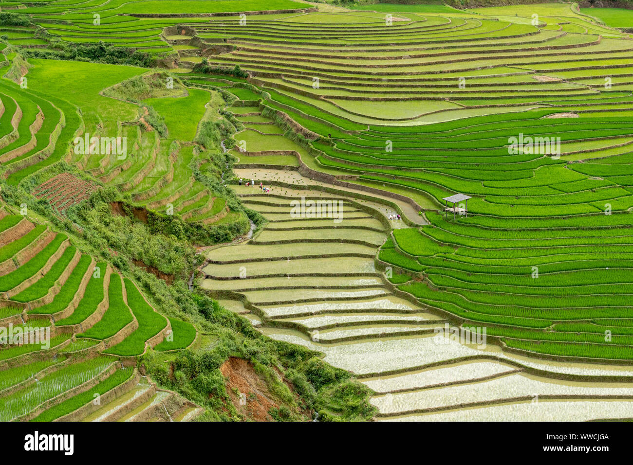 rice terraces make strong pattern Stock Photo