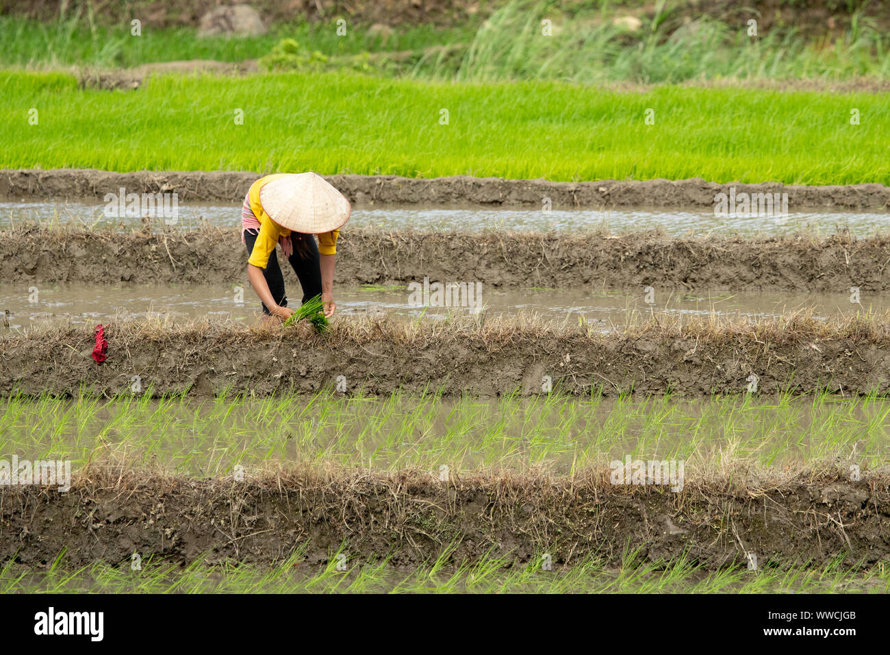 Vietnamese woman transplanting rice. Khau Pha Pass Vietnam Stock Photo