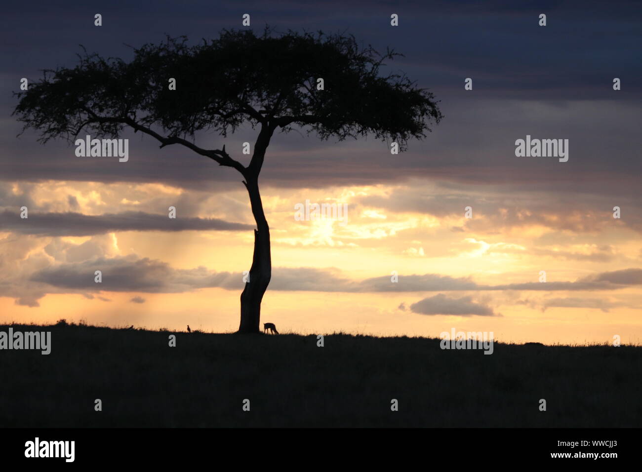 Black-backed jackal and tree silhouette in the evening light, Masai Mara National Park, Kenya. Stock Photo