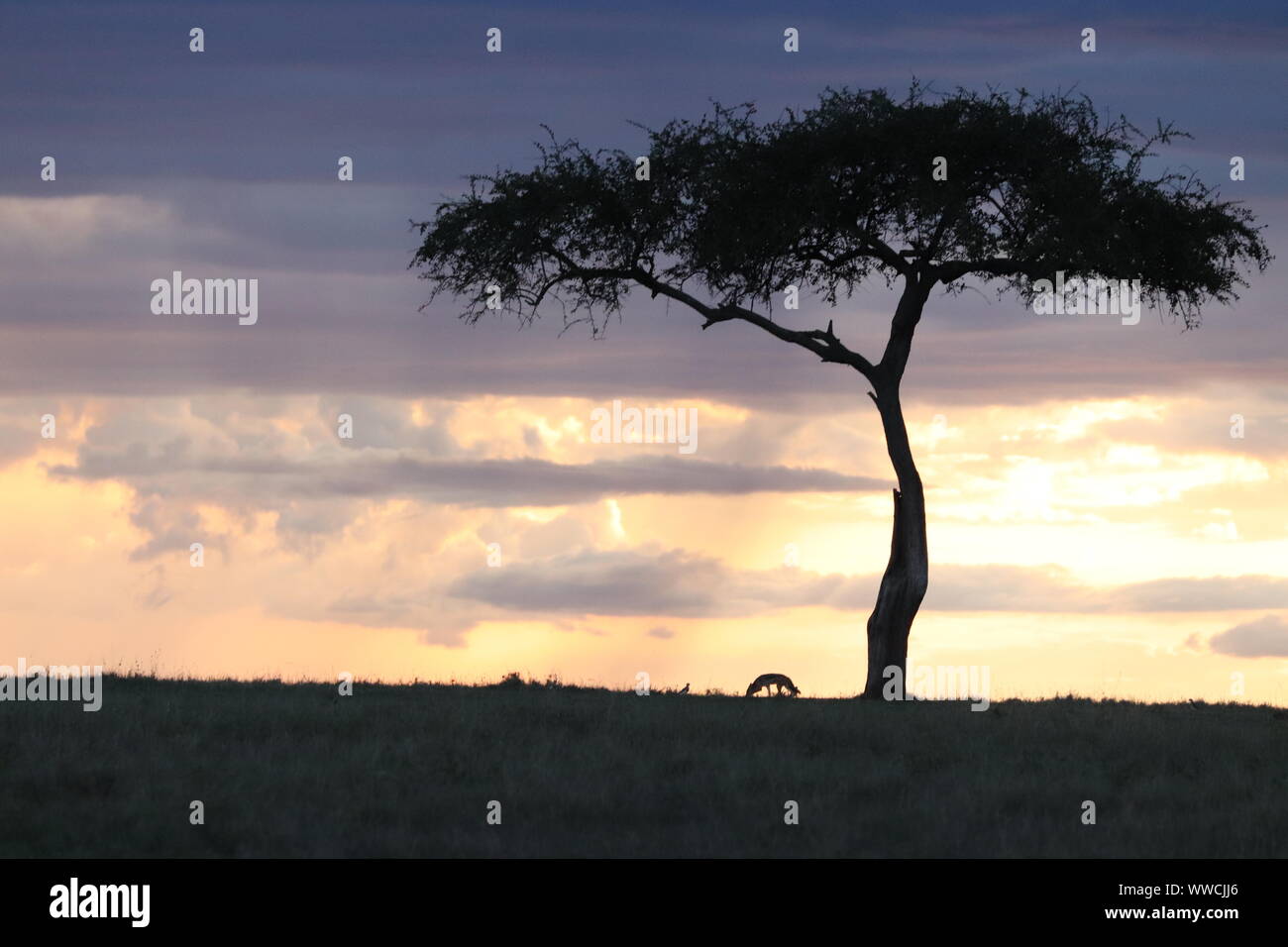 Black-backed jackal and tree silhouette in the evening light, Masai Mara National Park, Kenya. Stock Photo