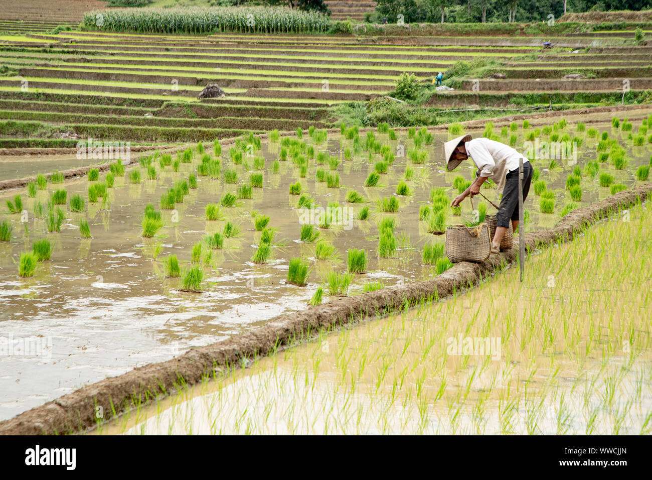 Vietnamese man transplanting rice Stock Photo