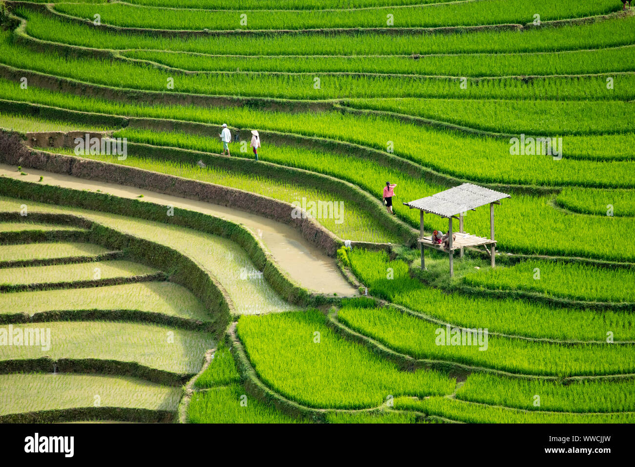 people walking through rice terraces  Khau Pha Pass Vietnam Stock Photo