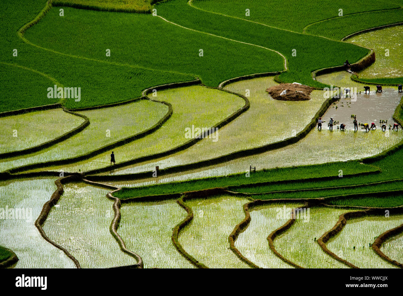 paddy fields in Vietnam with people transplanting rice. Stock Photo