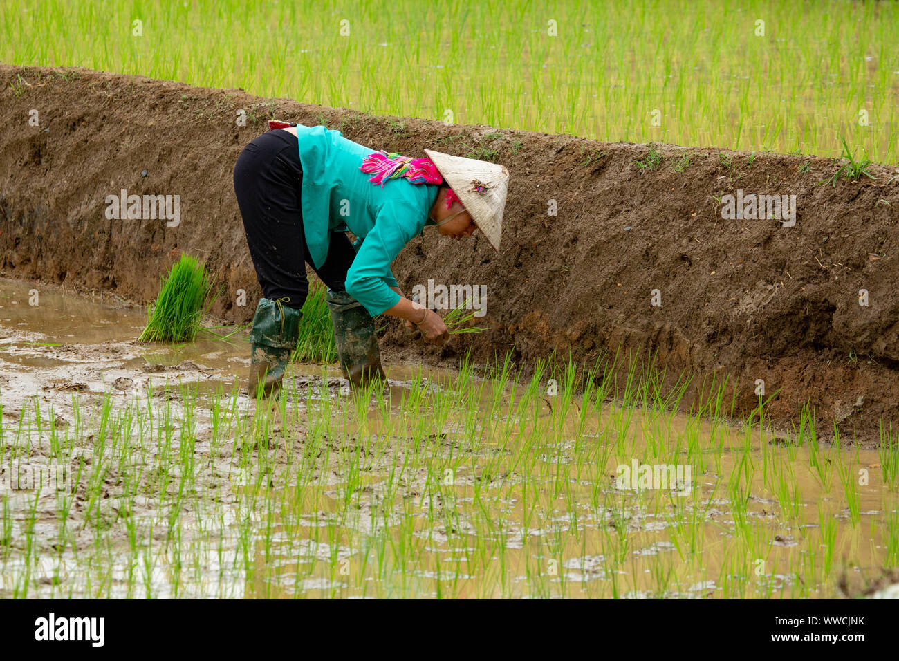 Vietnamese woman transplanting rice Stock Photo