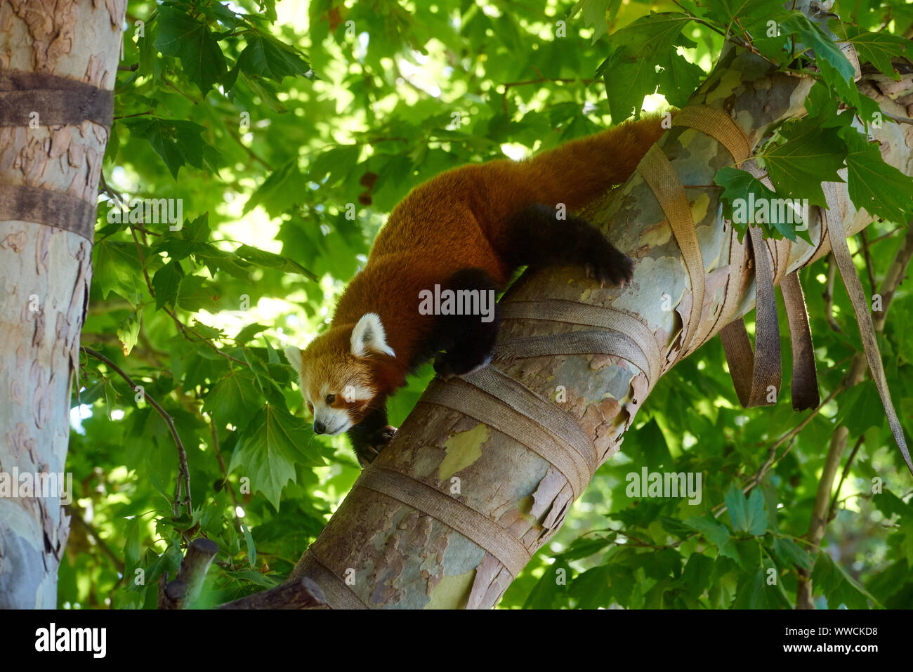 Red Panda at Melbourne Zoo Stock Photo