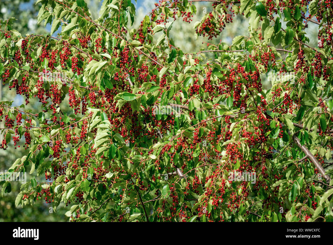 A black cherry tree (prunus serotina) full of unripe red berries in late summer sunshine Stock Photo