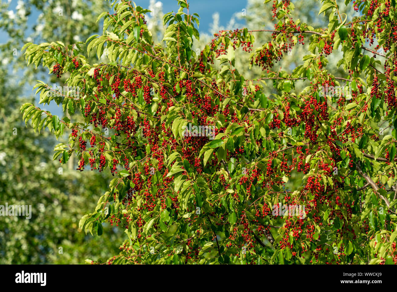 A black cherry tree (prunus serotina) full of unripe red berries in late summer sunshine Stock Photo