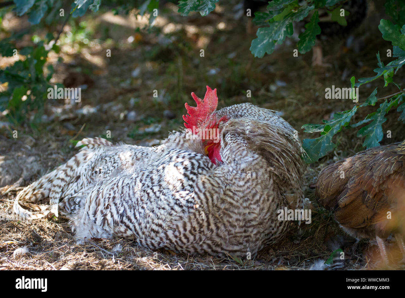 Free range Amrock rooster sleeping under a tree Stock Photo Alamy