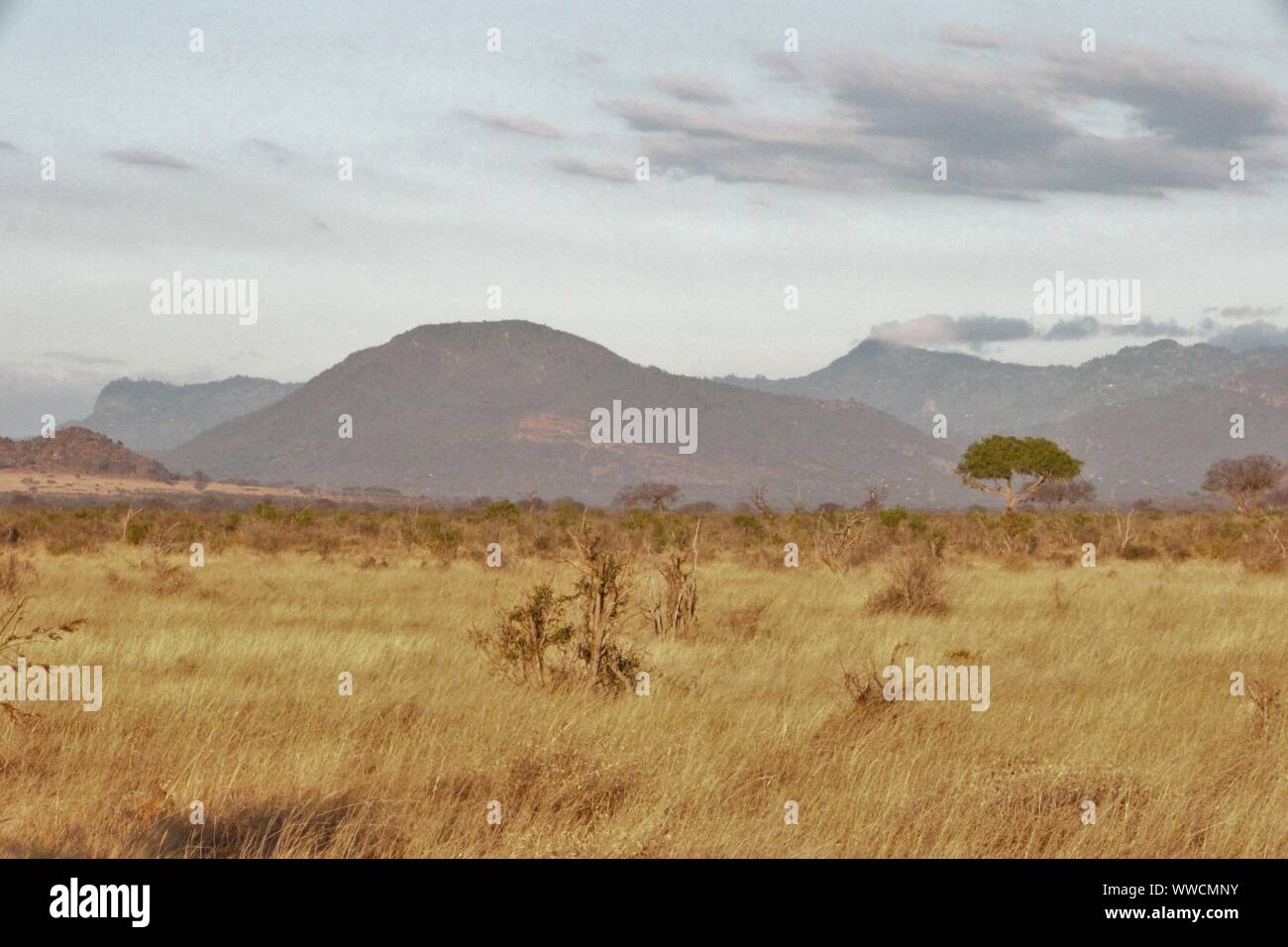 Thornbush landscape at Tsavo East Stock Photo