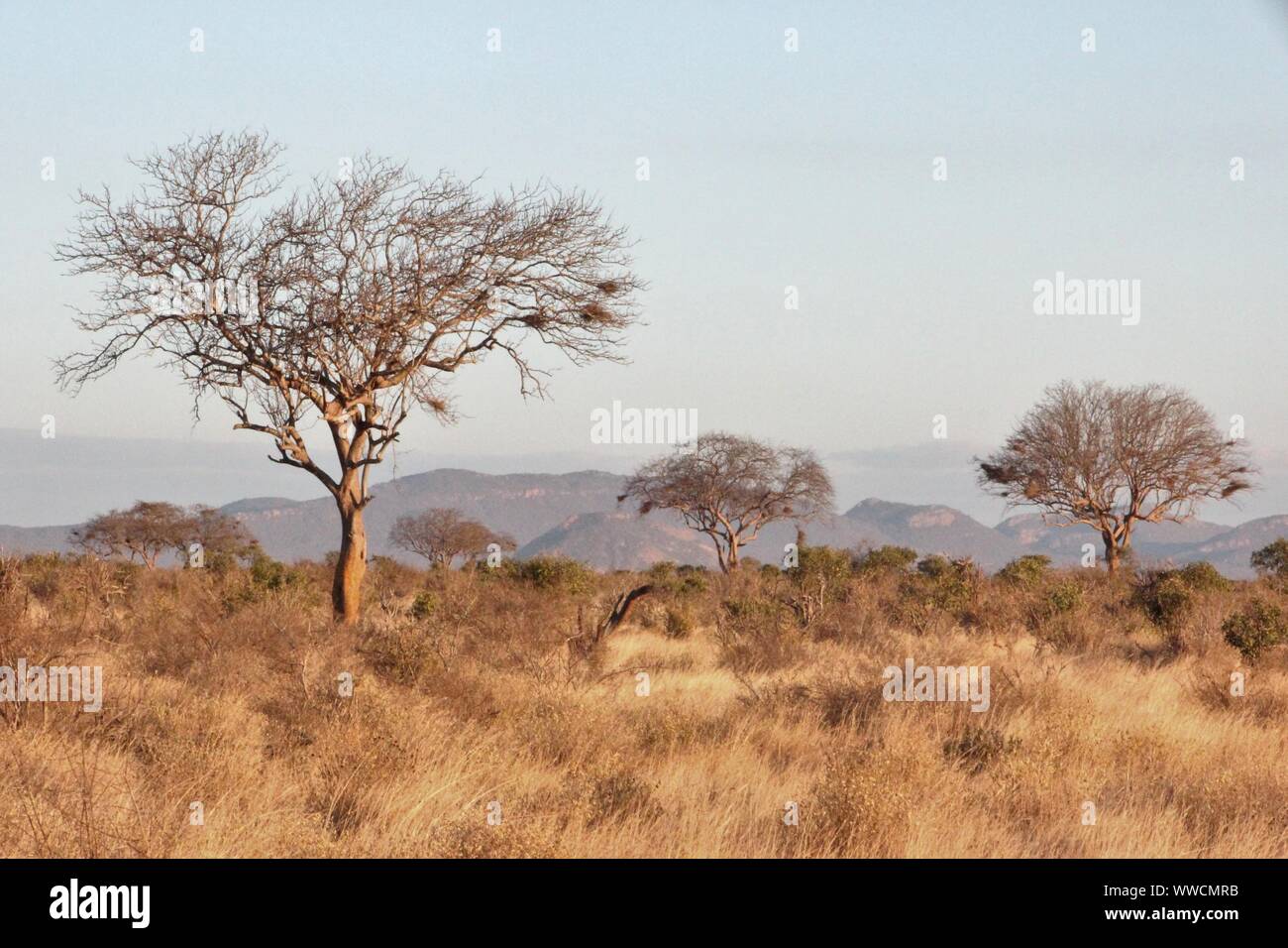 Thornbush landscape at Tsavo East Stock Photo
