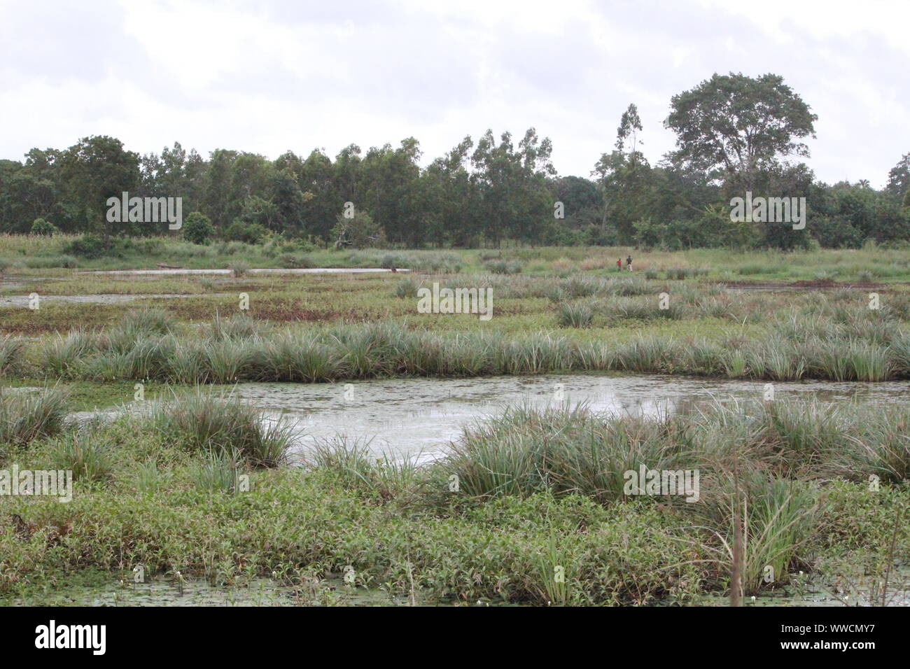 Coastal Swamp  in Kilifi District close to the Mida-Creek in Eastern Kenya, East Africa Stock Photo