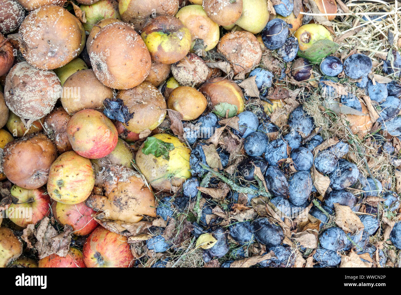 Compost pile rotting fruits, composting fruits, apple plum Stock Photo