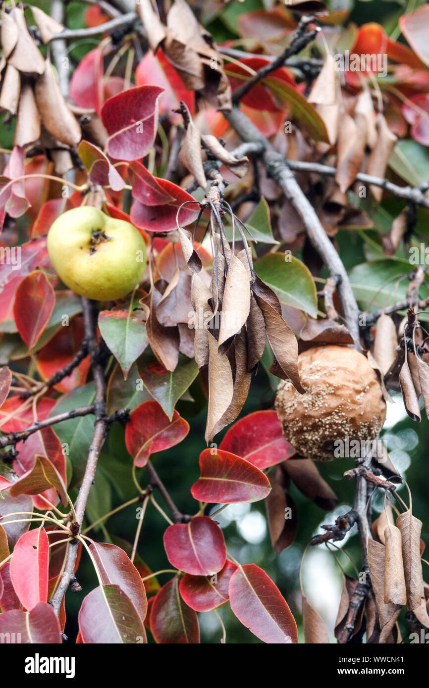 Pear with fruit attacked by a fungal disease Stock Photo