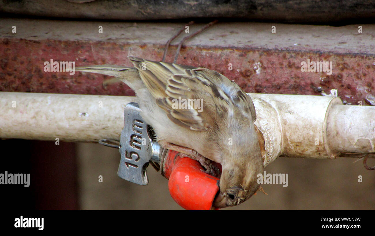 Thirsty Sparrow Stock Photo
