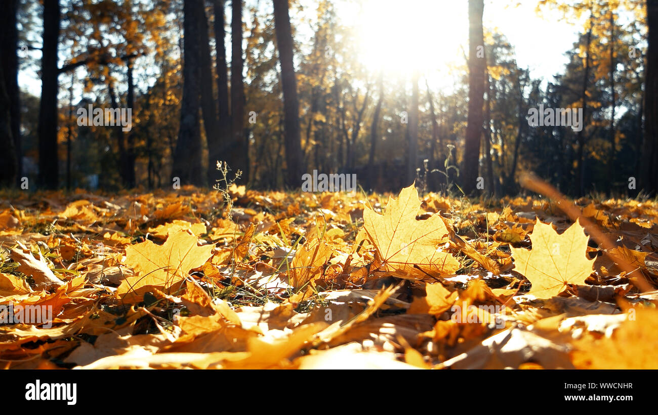 Maple leaves on ground in sunlight in autumn Stock Photo - Alamy