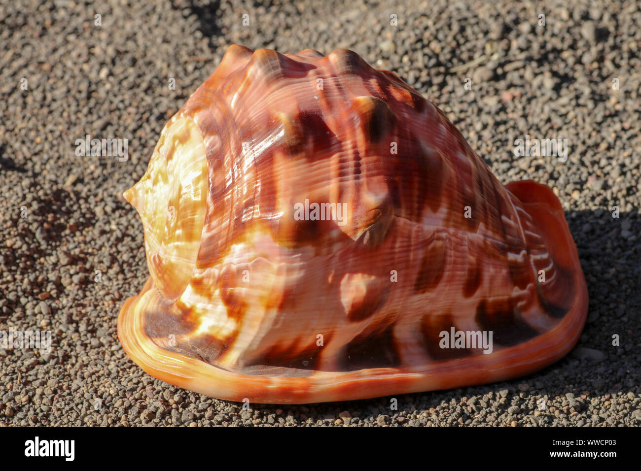 Seashell of Cassis Cornuta, the Horned Helmet isolated on dark sand. Cypraecassis rufa (the bullmouth shell, red helmet shell or cameo shell). Stock Photo