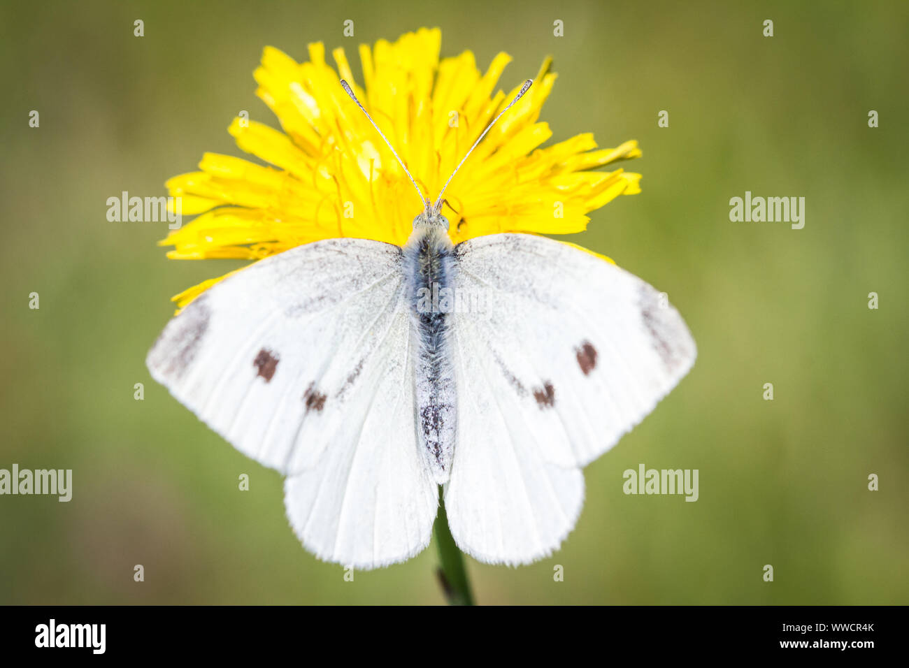 Lepidoptera Pieris brassicae (large cabbage white butterfly / Schmetterling Großer Kohlweißling) feeding on a yellow flower Stock Photo