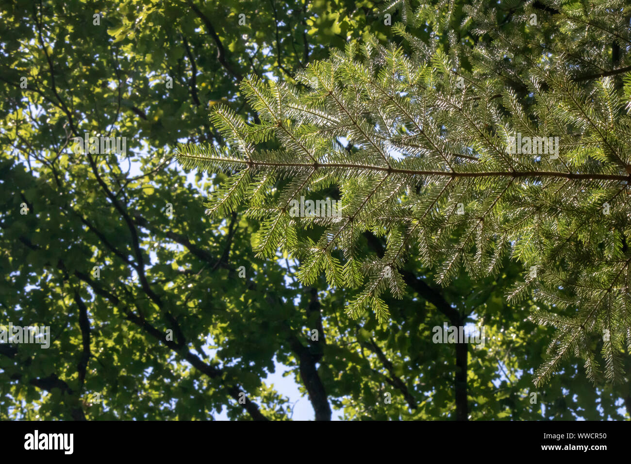 close-up of branches of abies homolepis (coniferous) tree. Stock Photo