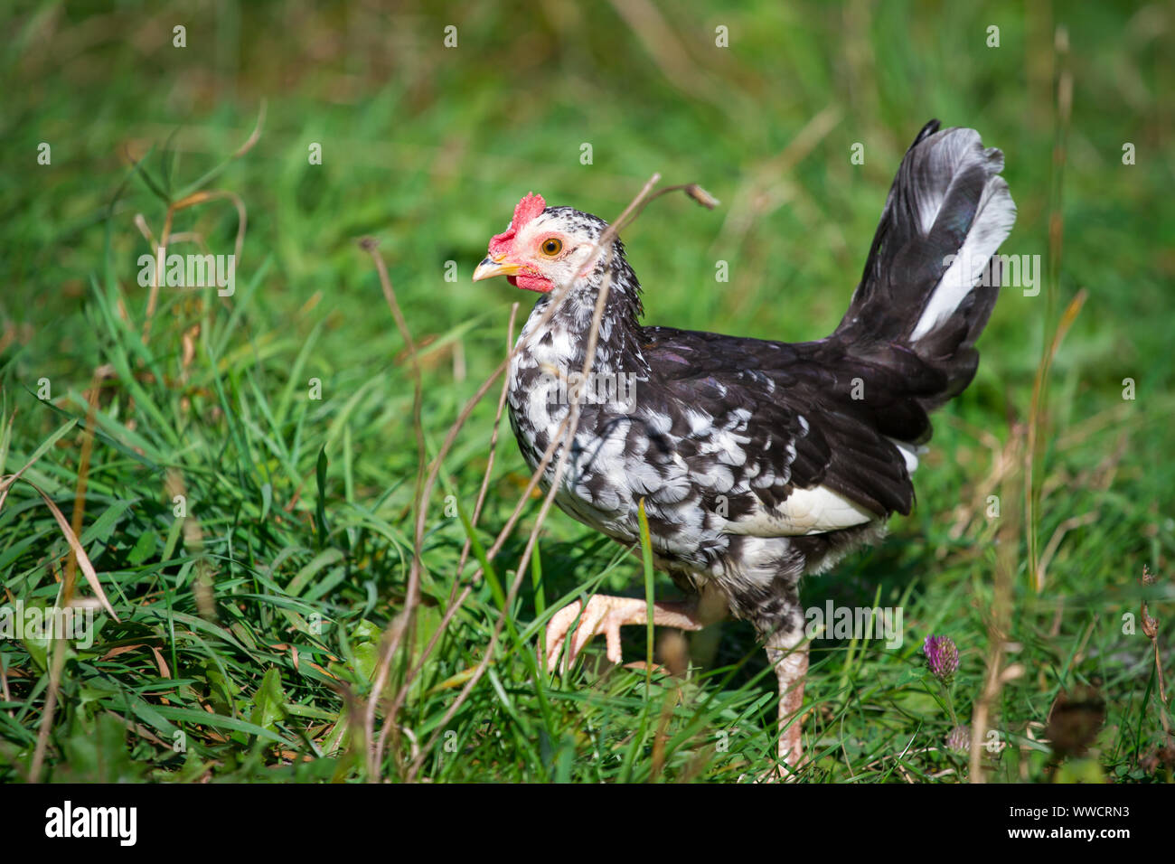 Stoapiperl/ Steinhendl, young rooster - a critically endangered chicken breed from Austria Stock Photo