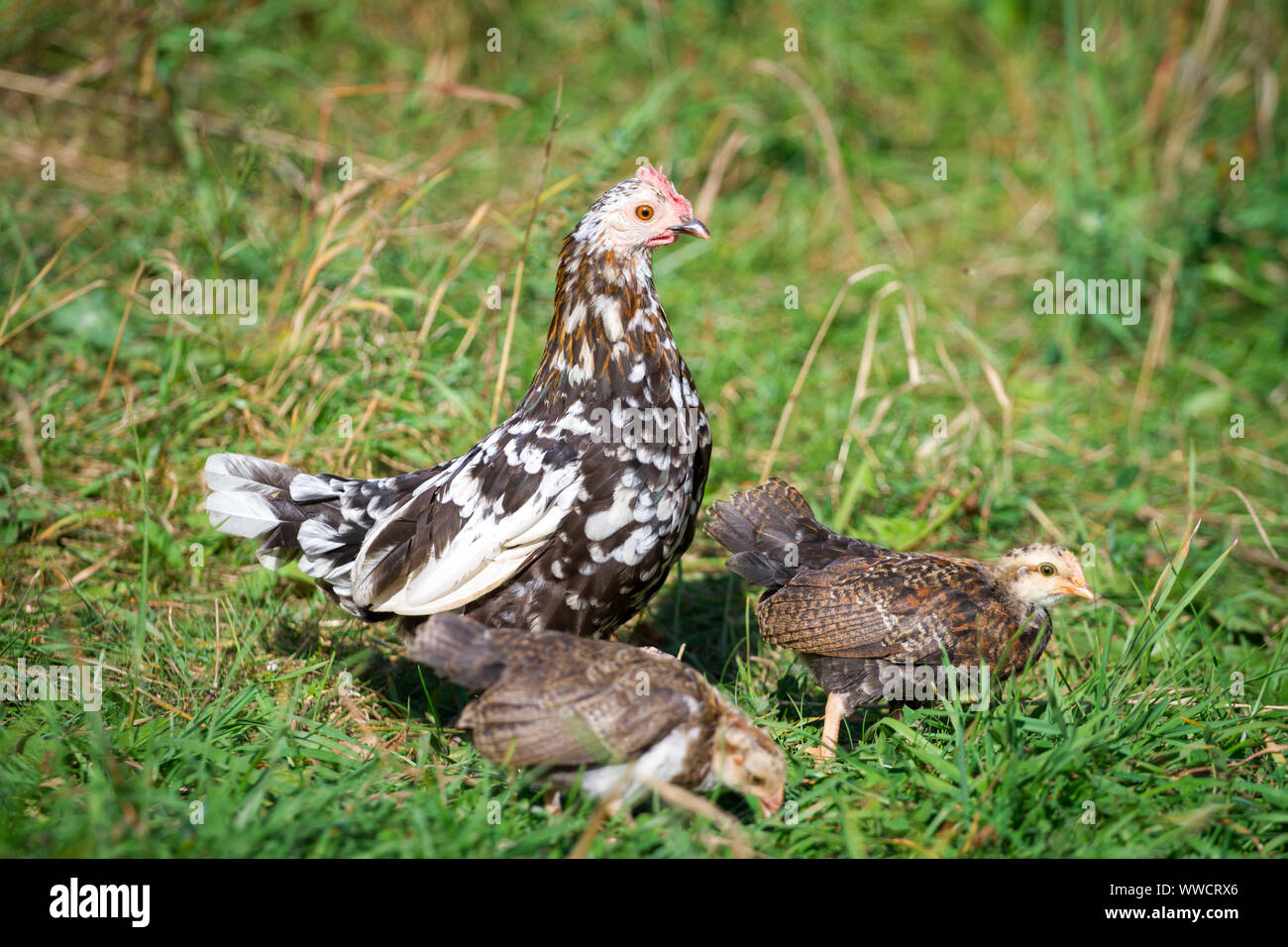 Stoapiperl/ Steinhendl, mother hen and fledglings - a critically endangered chicken breed from Austria Stock Photo