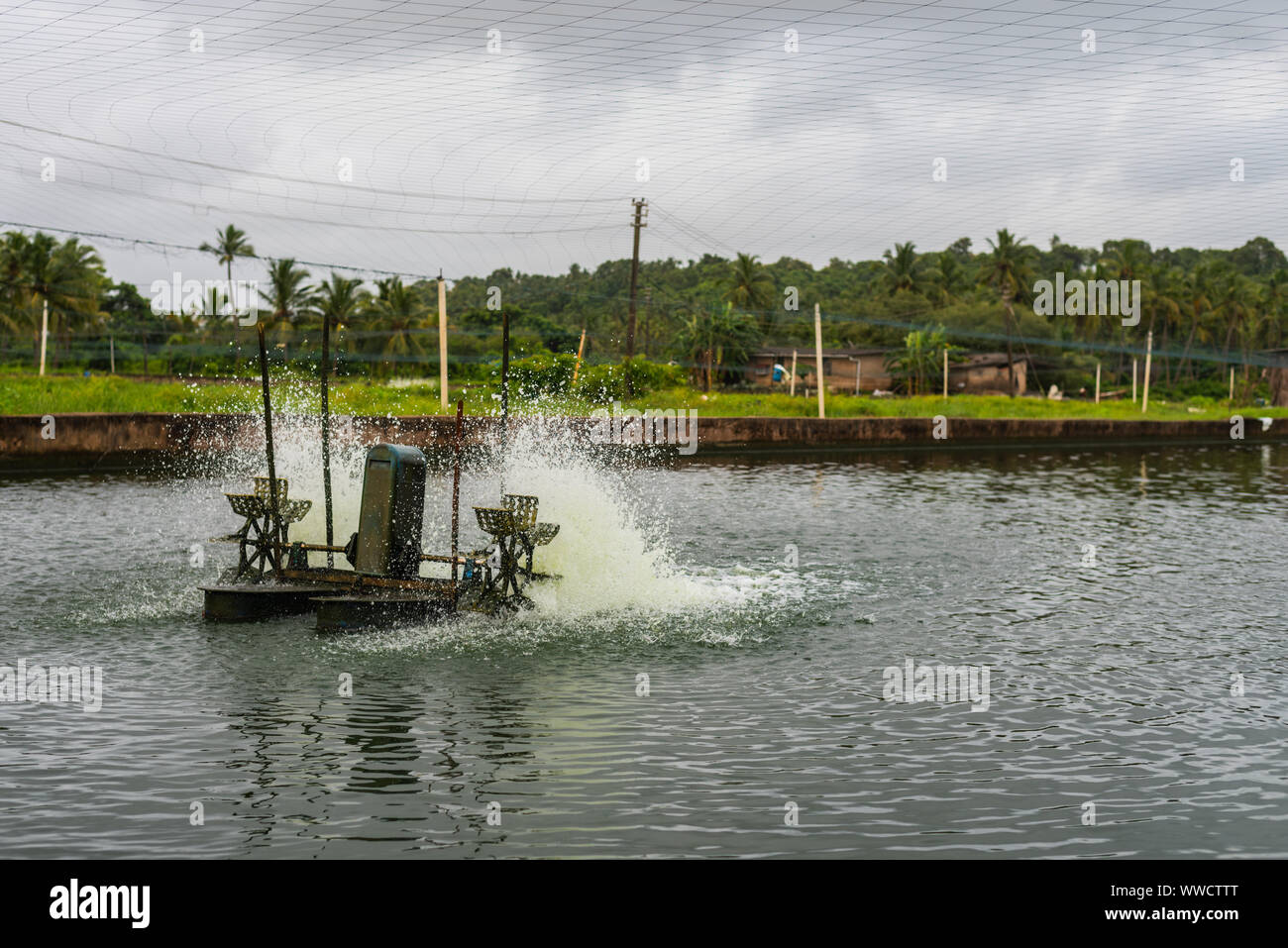 Manmade fish and prawn farming farms located in Goa which rear and