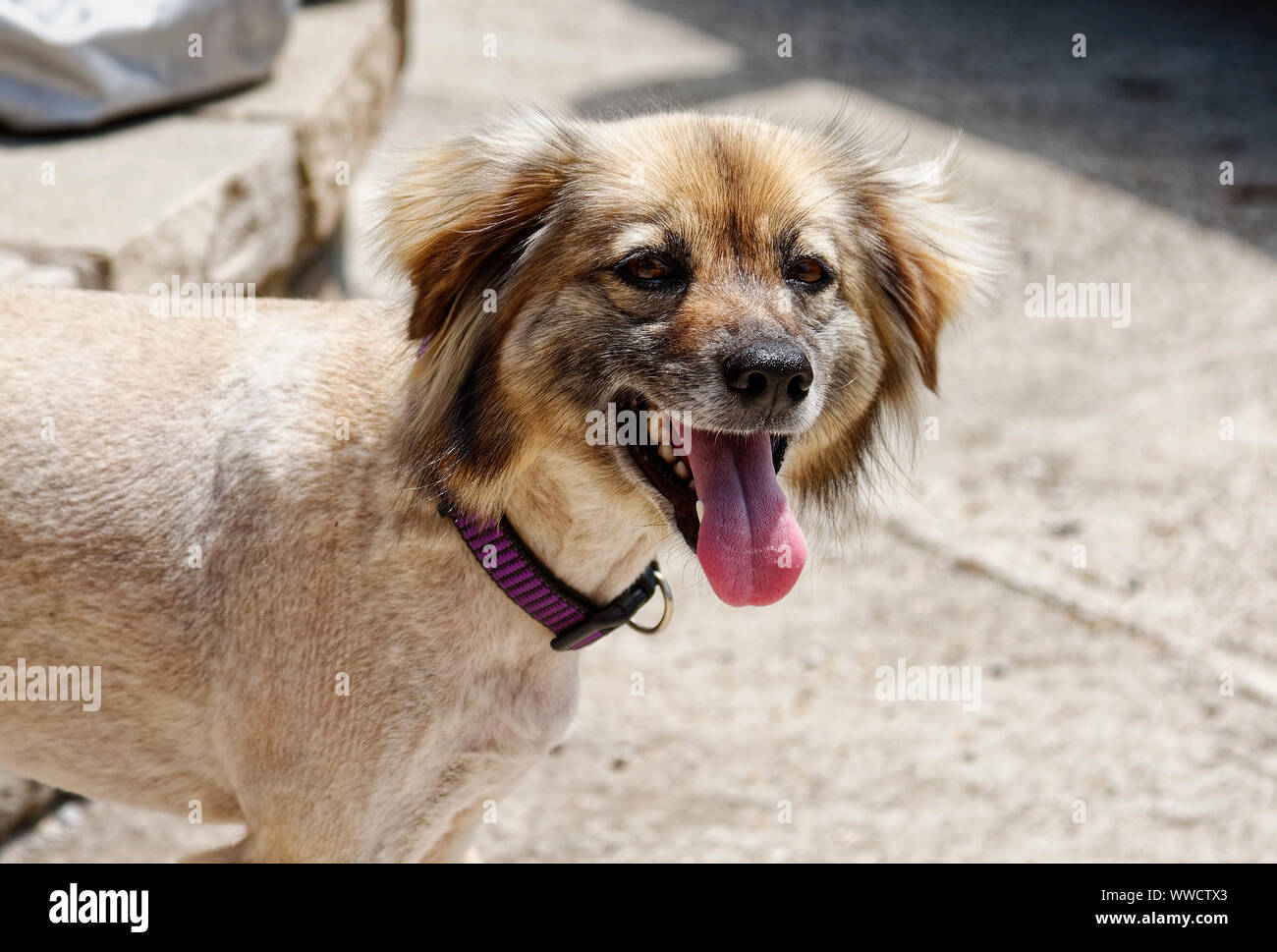 cute dog; tongue out; happy, portrait, mutt, pet; animal; beige, brown
