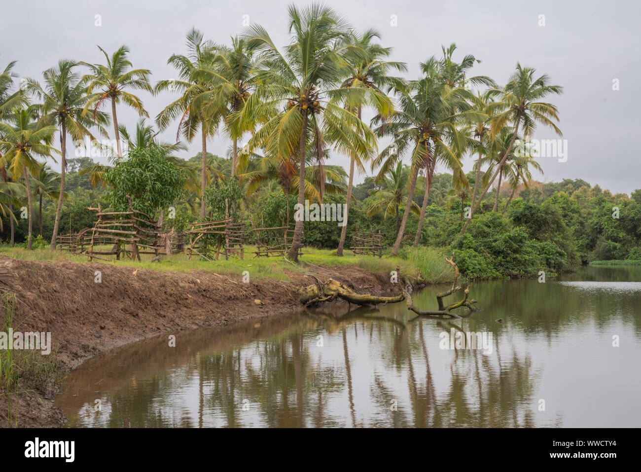 Manmade fish and prawn farming farms located in Goa which rear and