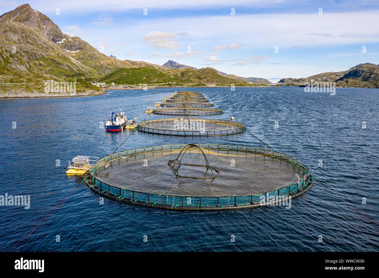 Farm salmon fishing in Norway. Norway is the biggest producer of farmed