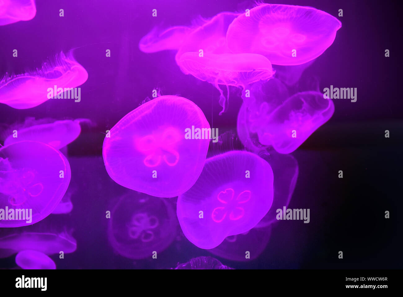 Moon jellyfish (Aurelia aurita) in the aquarium. Stock Photo